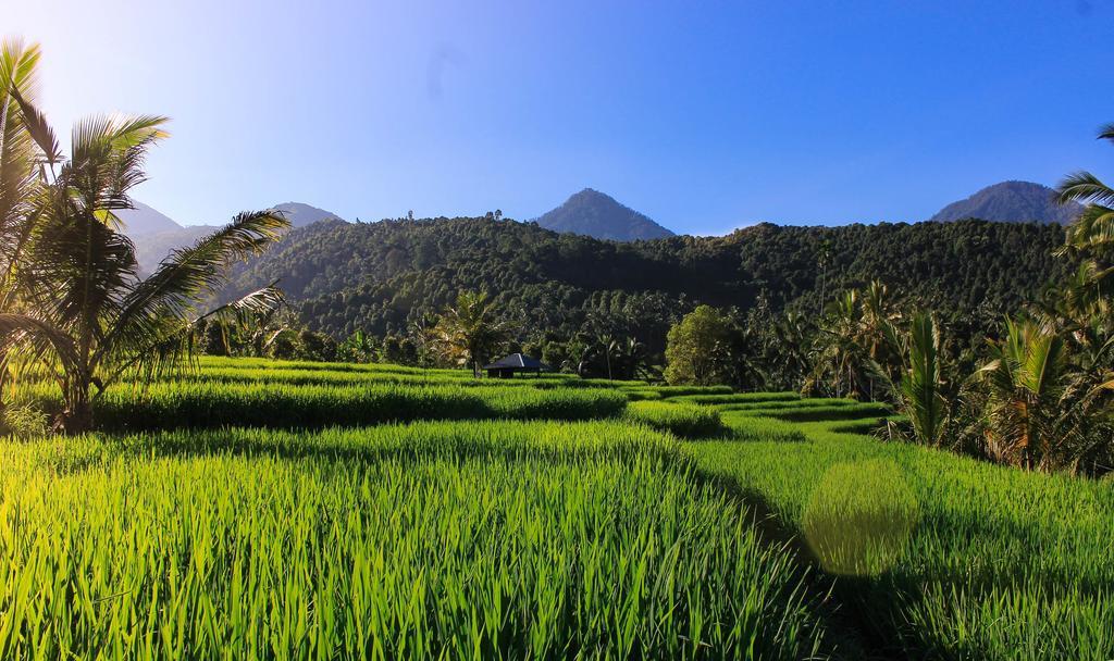 Maliana Homestay Munduk Exteriér fotografie